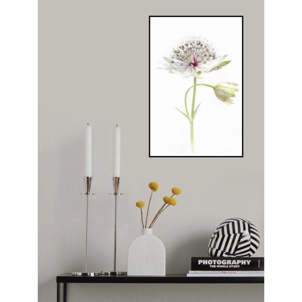 Simply Astrantia MultiColor 21x30 cm