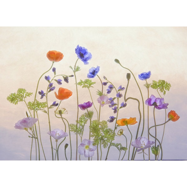 Poppy Anemone MultiColor 70x100 cm