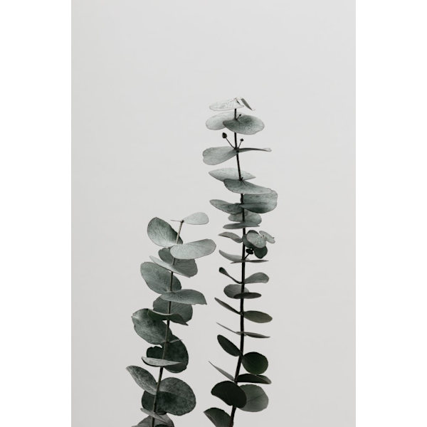 Eucalyptus Natural 03 MultiColor 21x30 cm
