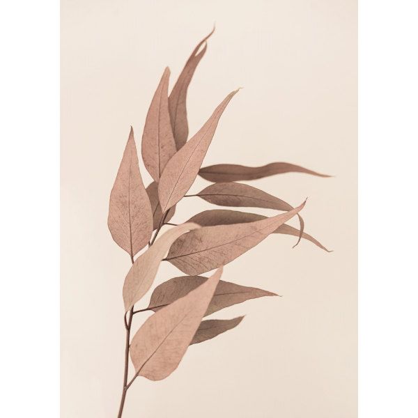 Dried Eucalyptus MultiColor 70x100 cm
