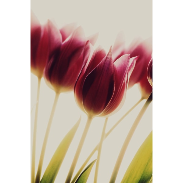 Tulips MultiColor 50x70 cm