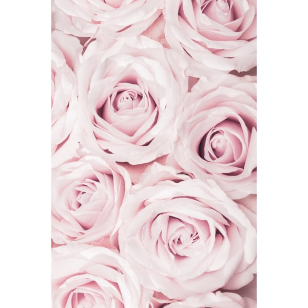 Pink Roses No 02 MultiColor 70x100 cm