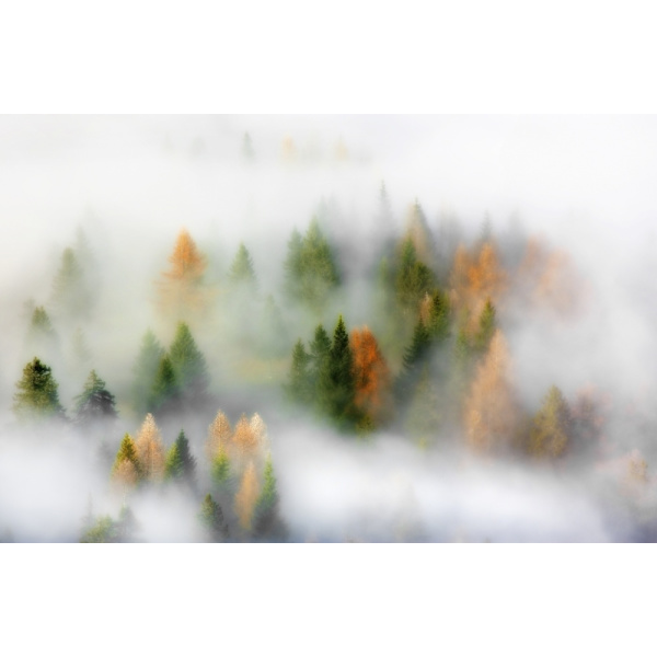 Autumn Dream MultiColor 30x40 cm