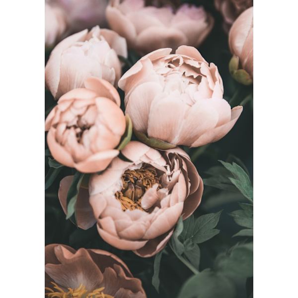 Coral Peonies MultiColor 21x30 cm