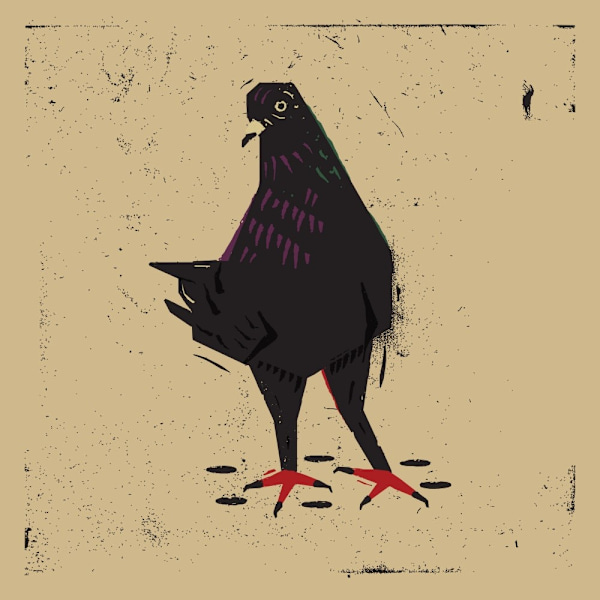 Pigeon MultiColor 50x70 cm