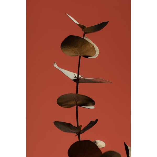 Eucalyptus Gold Rust 04 MultiColor 21x30 cm