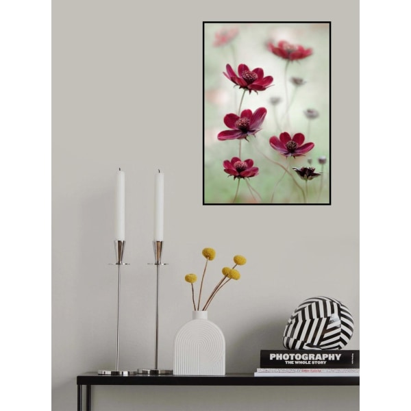 Cosmos Sway MultiColor 70x100 cm