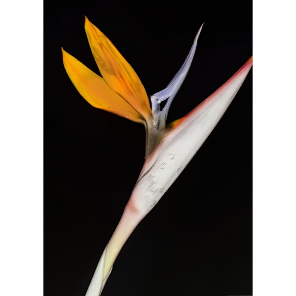 Bird Of Paradise MultiColor 30x40 cm