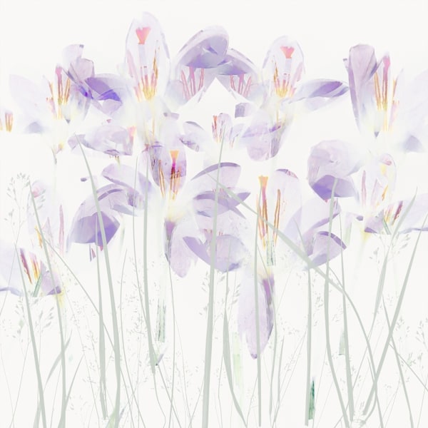 Crocuses In The Grass MultiColor 70x100 cm
