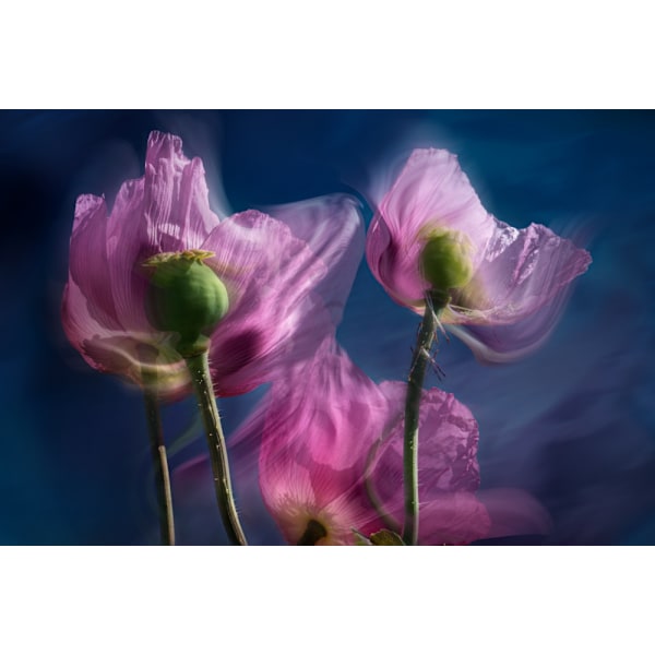 Poppies By The Wayside MultiColor 30x40 cm