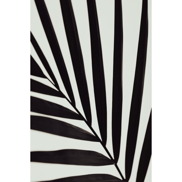 Grafisk Palm Leaf_1 MultiColor 50x70 cm