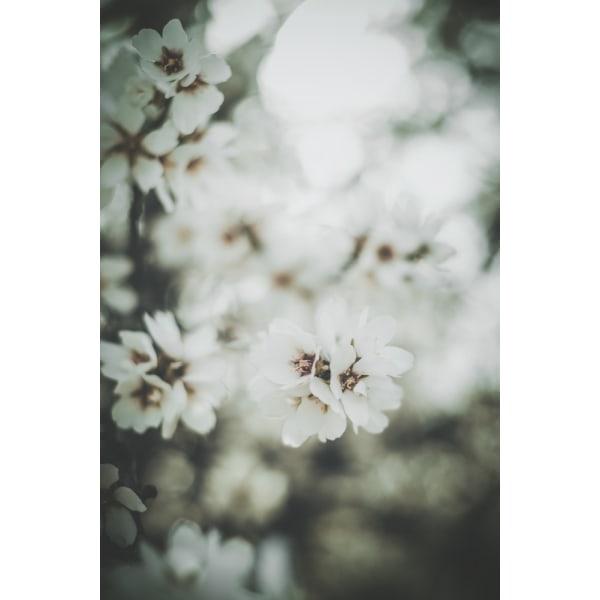 Almond Blossoms MultiColor 21x30 cm