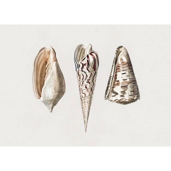 Three Mollusks Crop MultiColor 21x30 cm