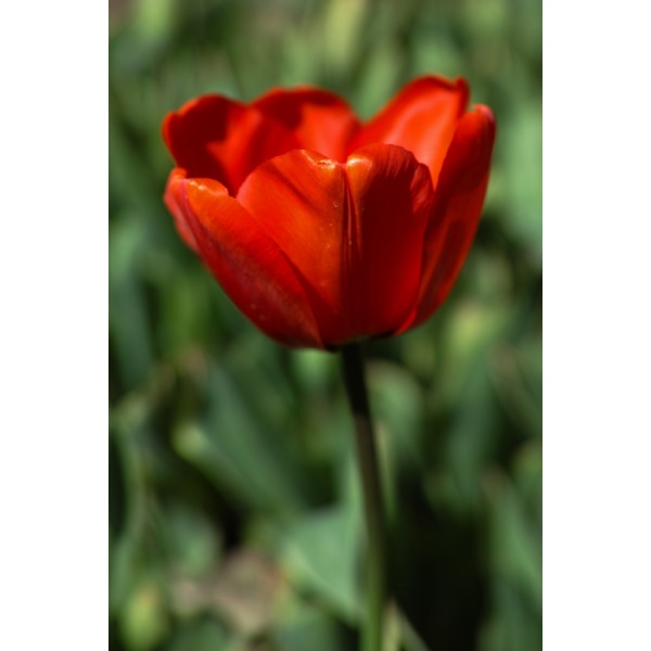 Red Tulip MultiColor 70x100 cm