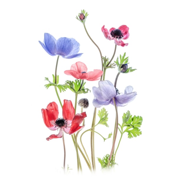 Anemone De Caen MultiColor 21x30 cm