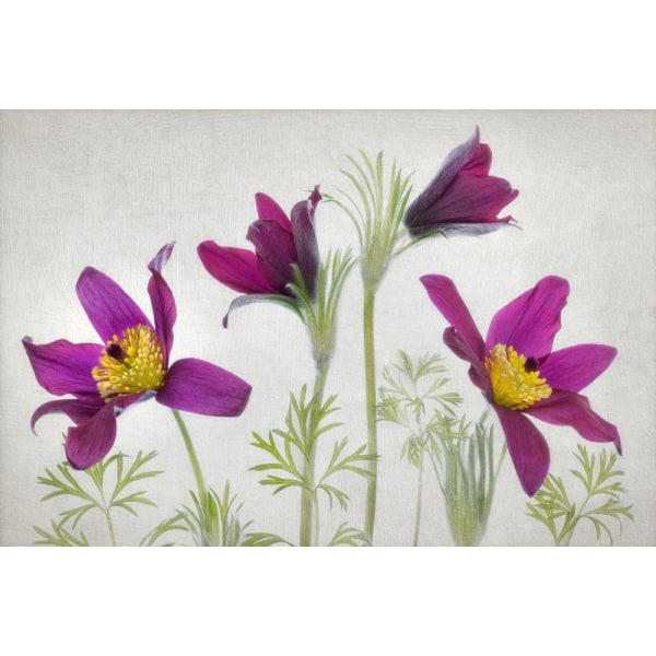 Pulsatilla MultiColor 21x30 cm