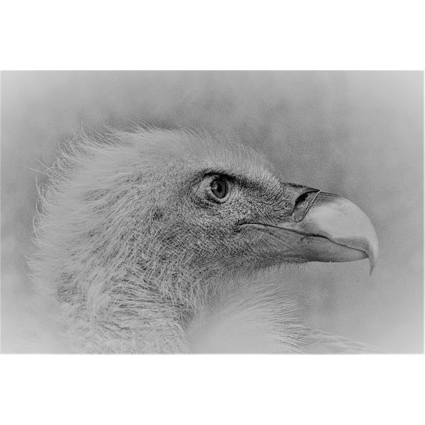 Bald Eagle MultiColor 70x100 cm