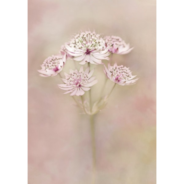 Astrantia MultiColor 30x40 cm