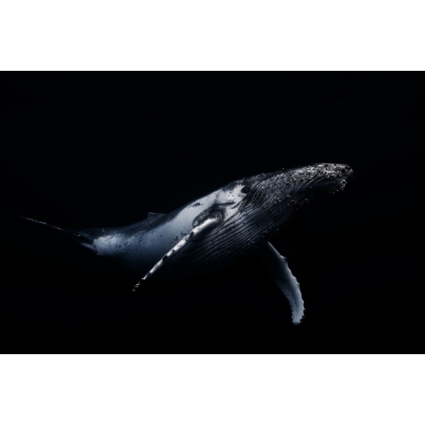 Black Aamp Whale MultiColor 70x100 cm