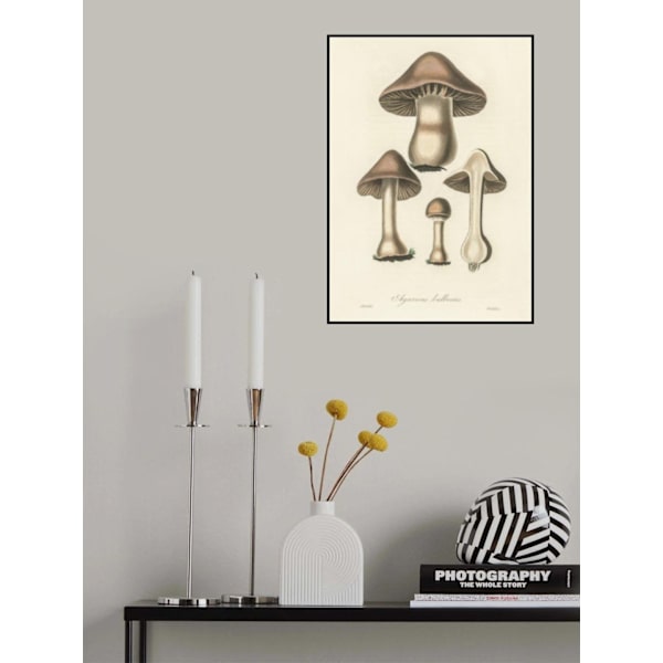 Agaricus Bulbosus Illustration. Medical Botany 1836 MultiColor 70x100 cm