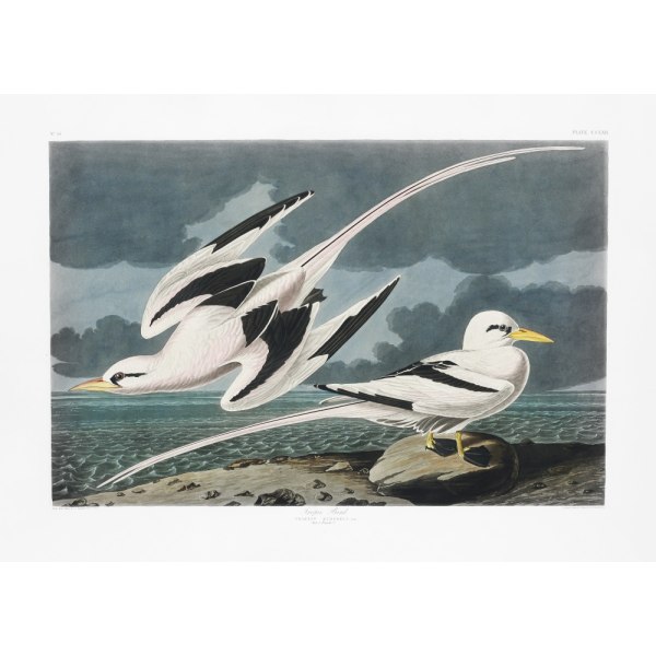 Tropic Bird From Birds Of America (1827) MultiColor 50x70 cm