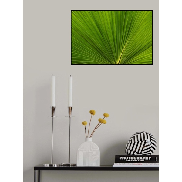 Fan Palm Leaves Photo 02 MultiColor 21x30 cm