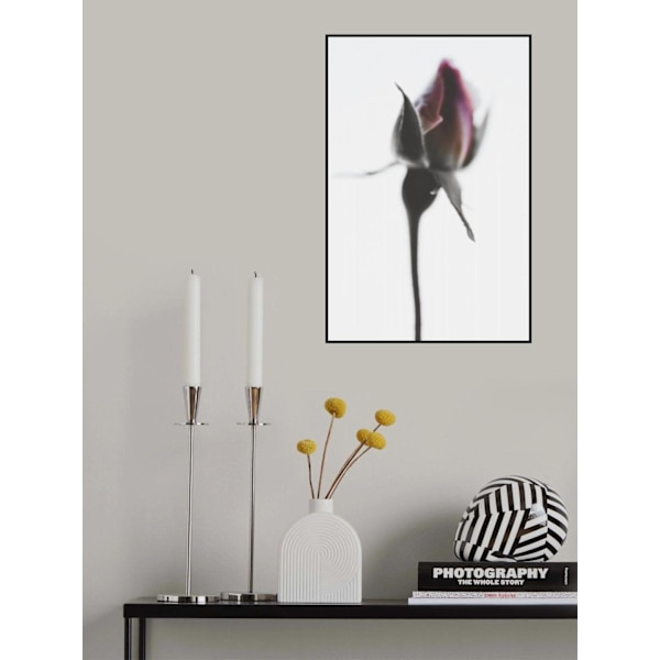 Elegant Rose I MultiColor 21x30 cm