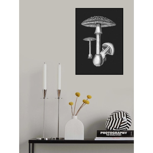 Amanita Muscaria Dark Background Bw MultiColor 21x30 cm