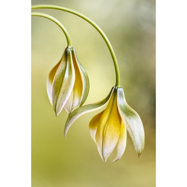 Tulipa MultiColor 21x30 cm