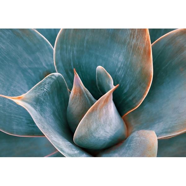 Agave Abstract In Spring MultiColor 30x40 cm