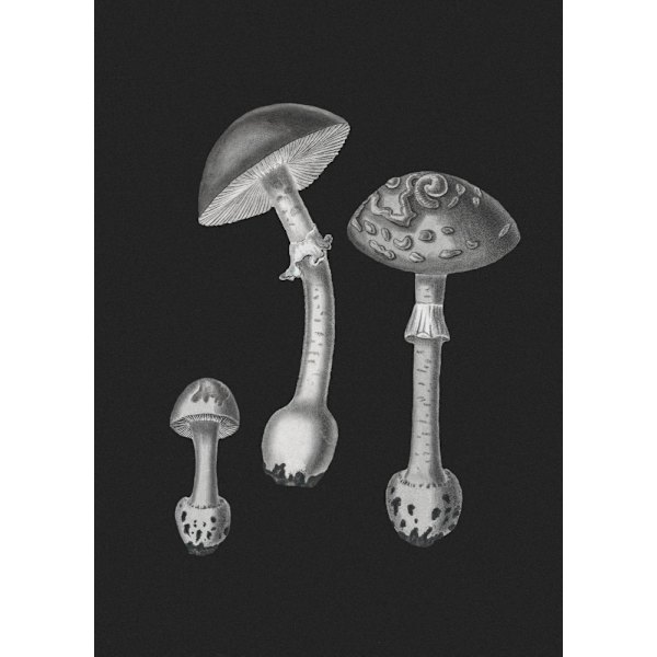 Amanita Muscaria Black Backgound Bw MultiColor 21x30 cm