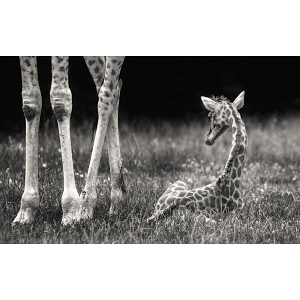 Well Protected MultiColor 21x30 cm