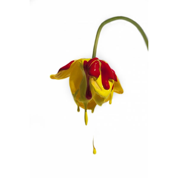 Crying Flower MultiColor 21x30 cm
