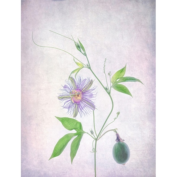 Passion Fruit MultiColor 70x100 cm