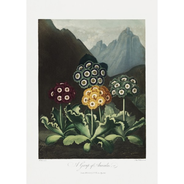 En gruppe aurikler fra Flora-templet (1807) MultiColor 21x30 cm