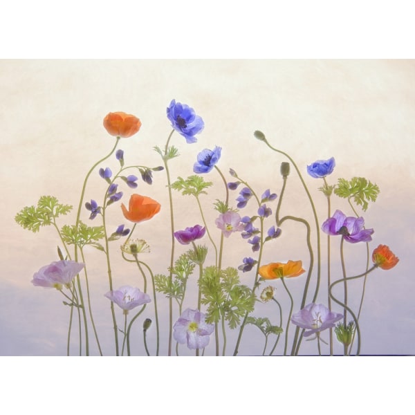 Poppy Aamp Anemone MultiColor 30x40 cm