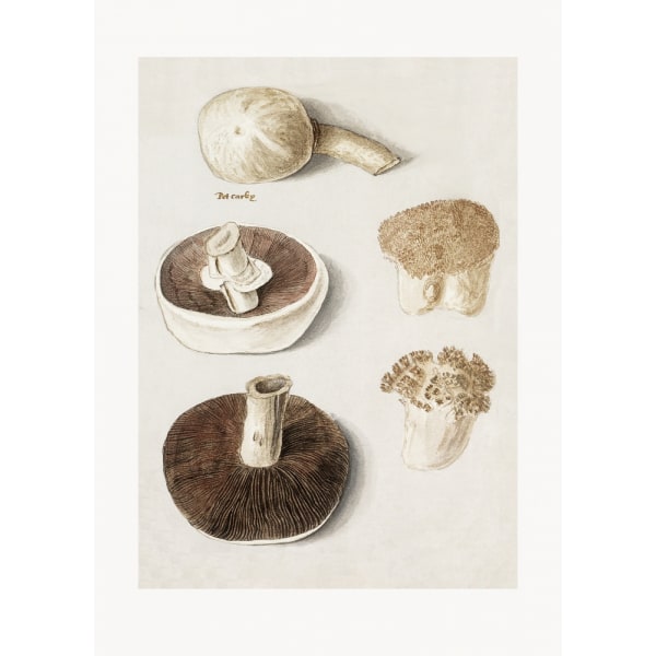 Common Meadow Mushroom, Agaricus Campestris Standing MultiColor 21x30 cm