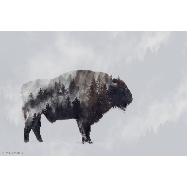 Bison - Double Exposure MultiColor 70x100 cm