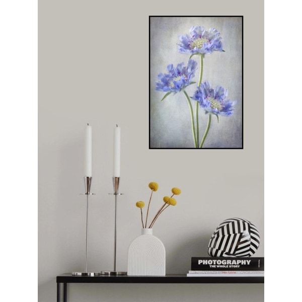 Scabiosa MultiColor 70x100 cm