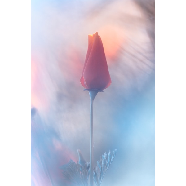 Douceur Aamp Volupte MultiColor 21x30 cm