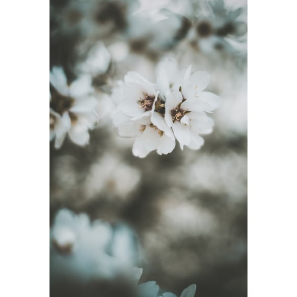 Almond Blossoms MultiColor 70x100 cm