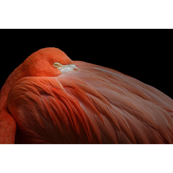 Poster MultiColor 70x100 cm