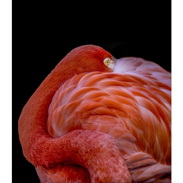 Flamingo MultiColor 70x100 cm