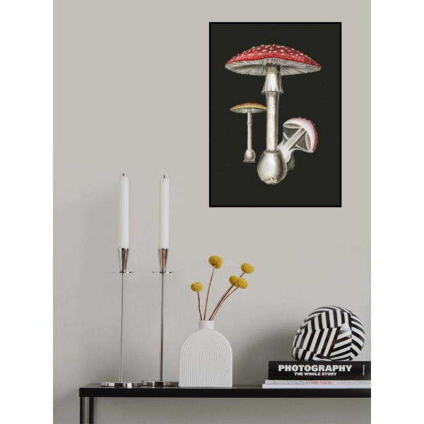 Amanita Muscaria Mørk Baggrund MultiColor 70x100 cm