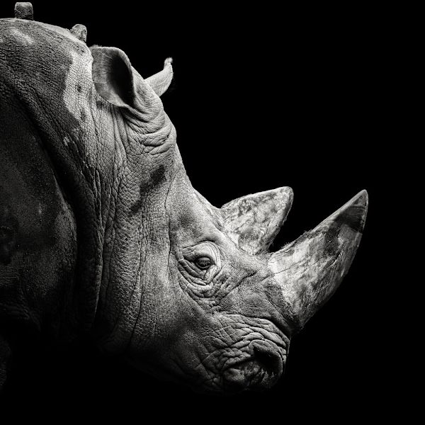 Rhino MultiColor 50x70 cm
