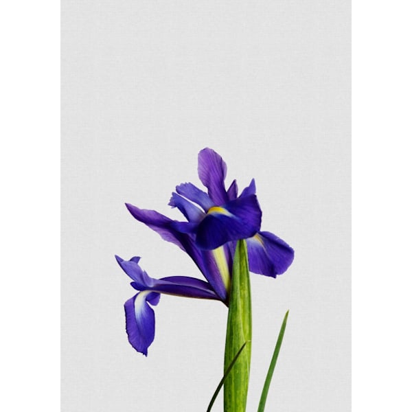 Iris Still Life MultiColor 21x30 cm