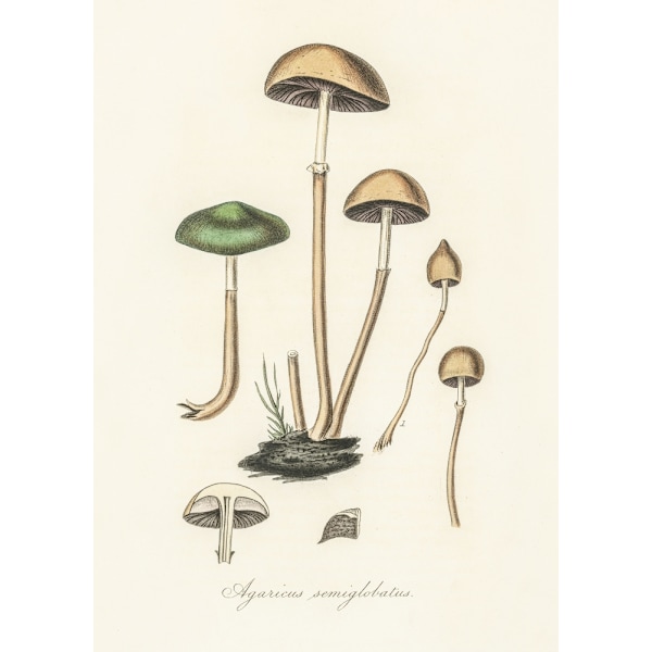 Agaricus Semiglobatus MultiColor 50x70 cm