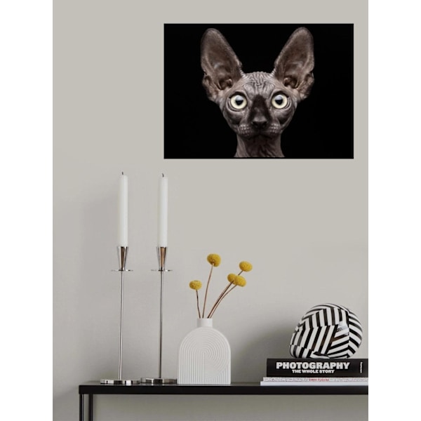 Sphynx Cat MultiColor 21x30 cm