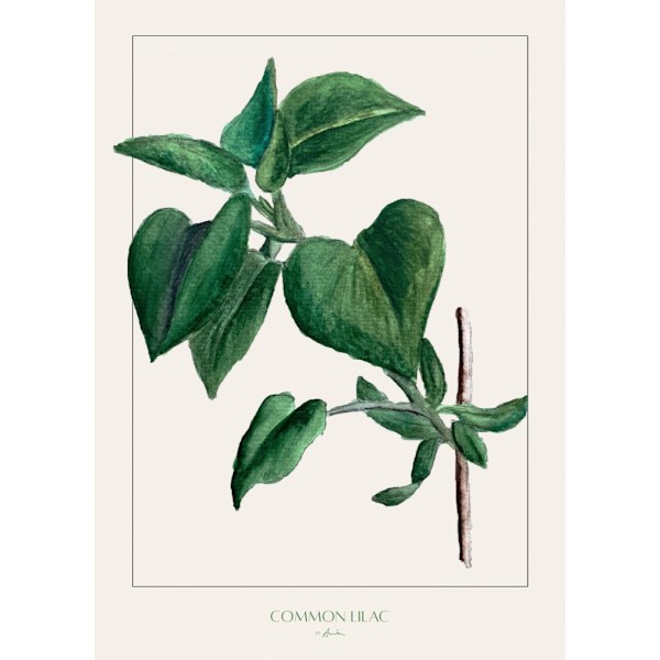 Common Lilac MultiColor 21x30 cm