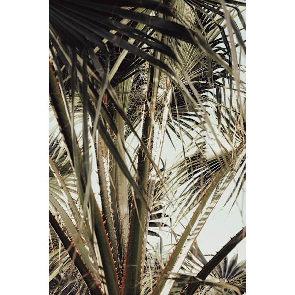 Palmblad_006 MultiColor 50x70 cm
